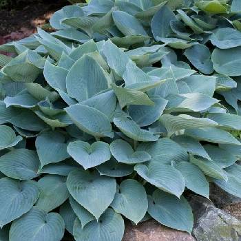 Хоста Hosta ‘Canadian Blue’